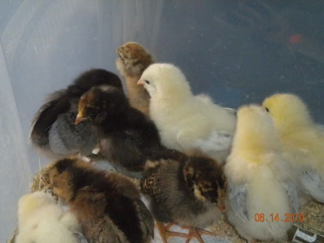 ChicksTakeIV003.jpg
