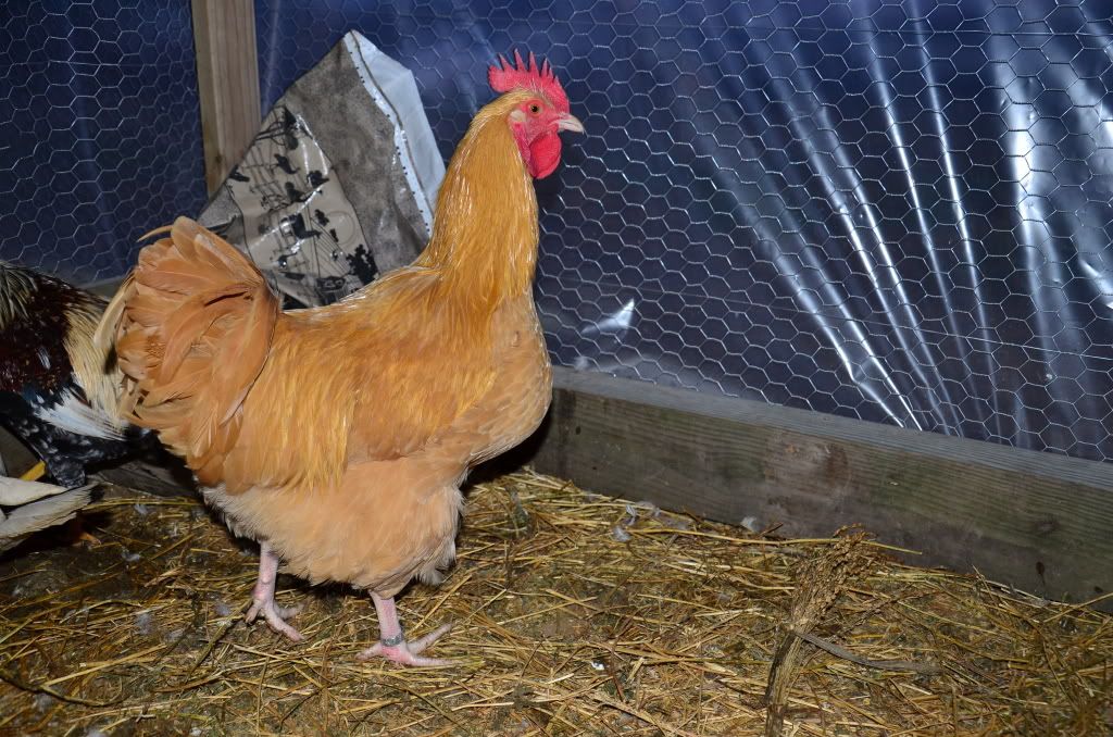 chickens2006.jpg
