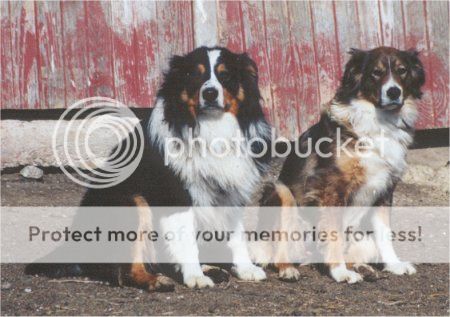 breed1b.jpg