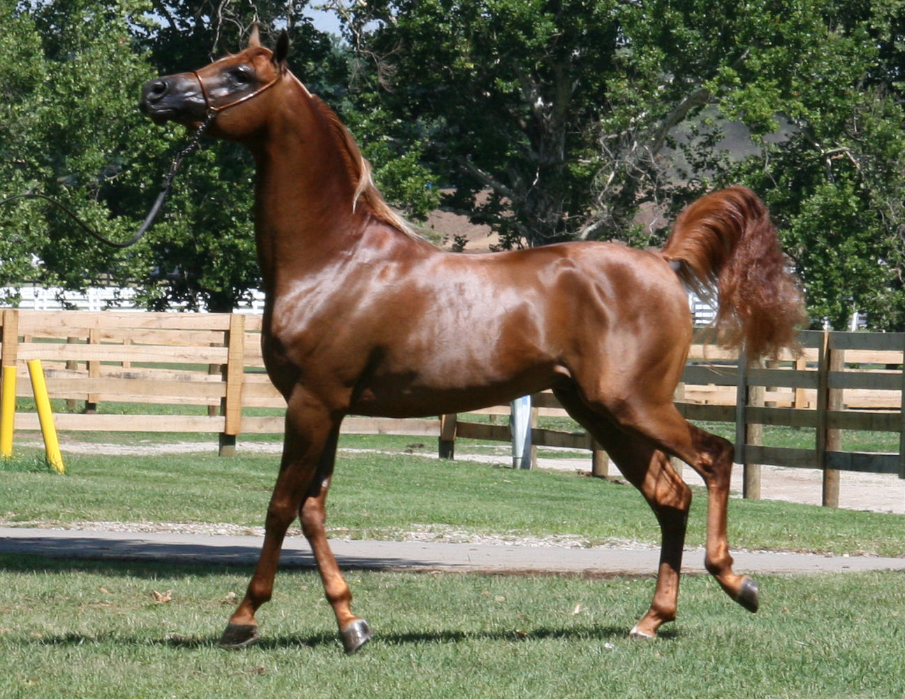 Chestnut_Arabian_11_by_littlenake.jpg