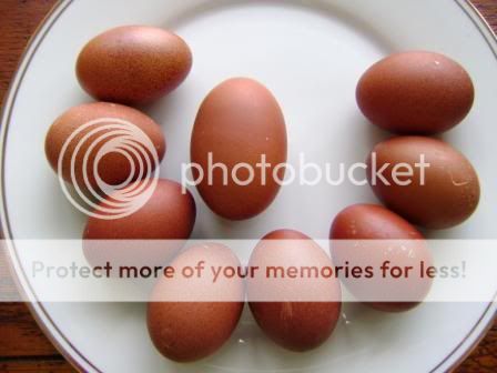 bcmaranseggs.jpg