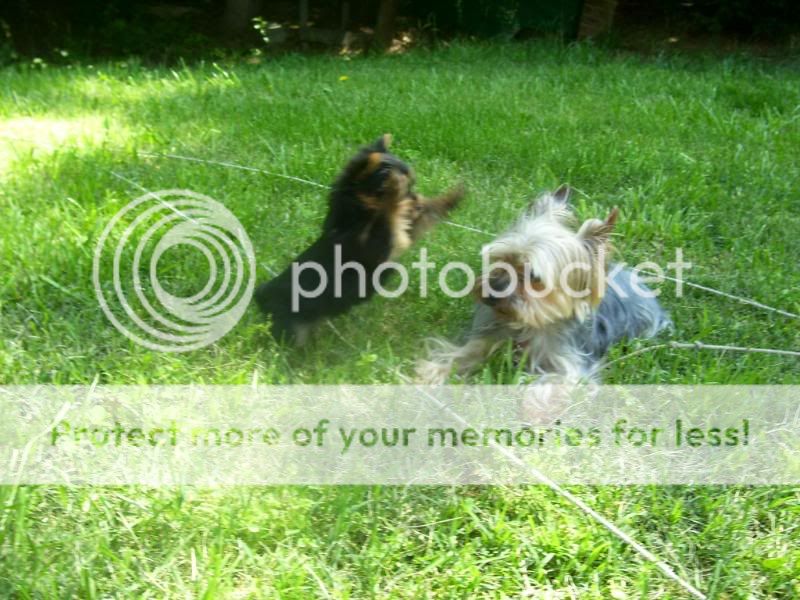 Puppy5-26-08020.jpg