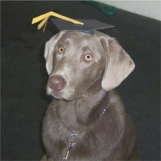 SilverLabradorRetrieverRipley10182005grad.jpg