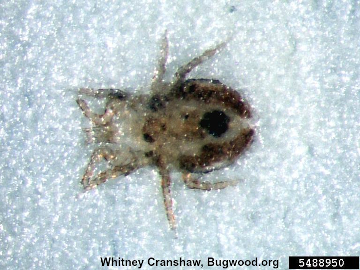 chicken-mite_insectimagesorg.jpg