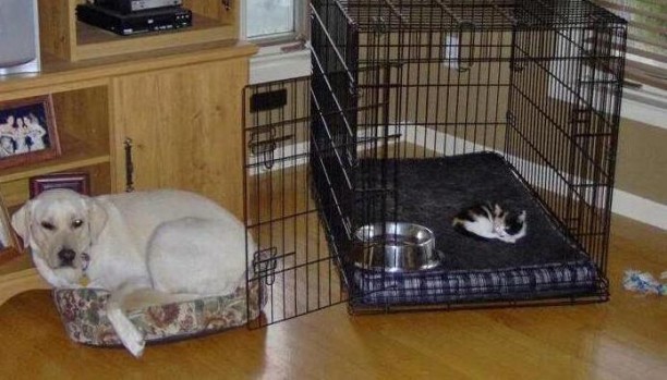 cat-is-in-dog-bed-612x349.jpg