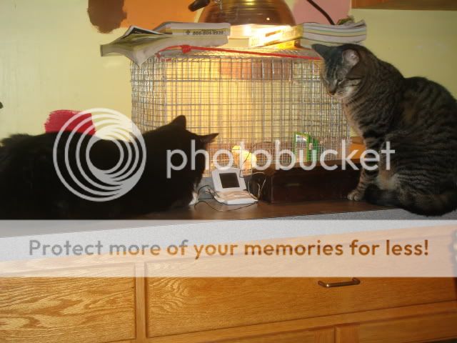 DSC00207.jpg