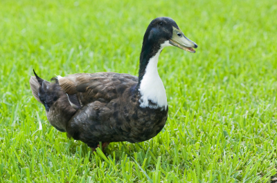 Blue-Swedish-Duck.jpg