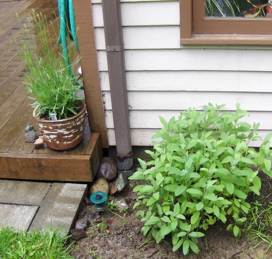 lavendar-and-sage.jpg