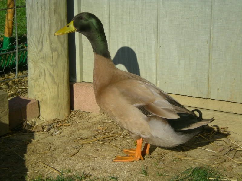 DSCN3597.jpg