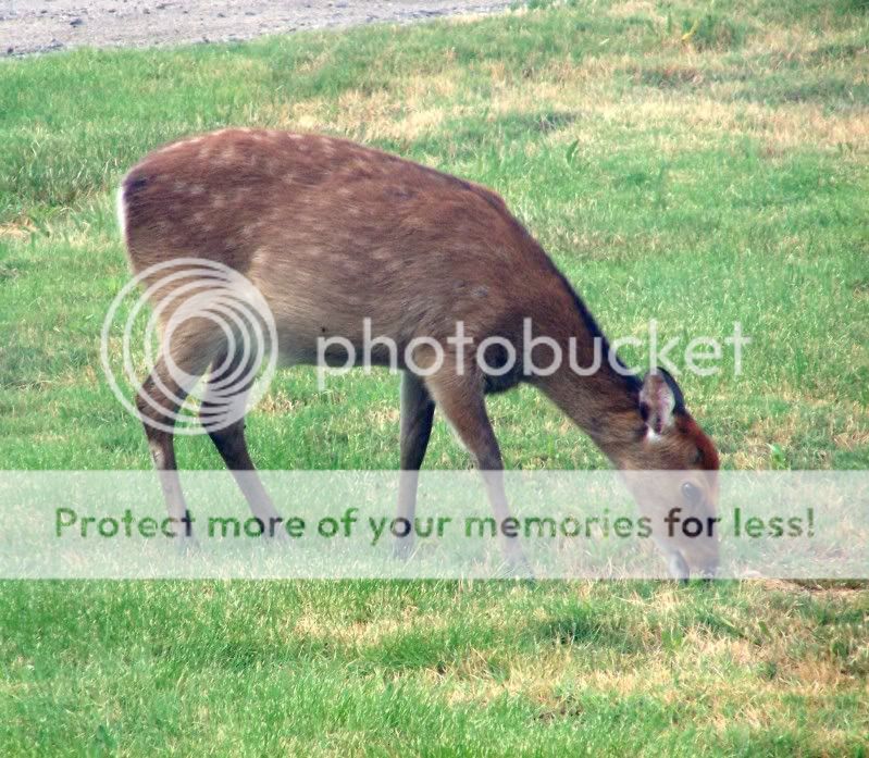 deer2.jpg