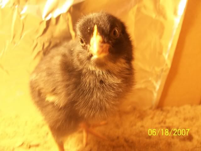 chickblack.jpg