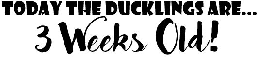8B5PCXi.png