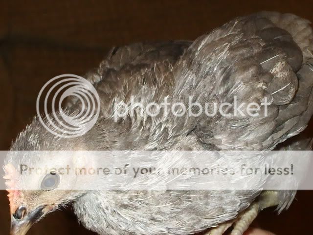 DSCF0633.jpg