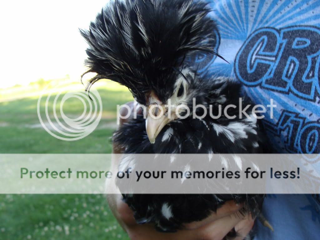 ChickPicks2021.jpg