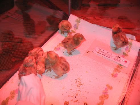 millefleurchicks4001.jpg