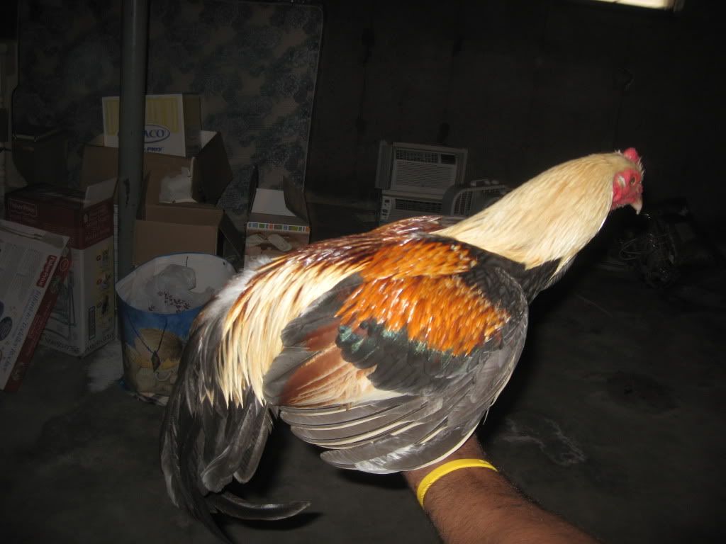 IMG_2597.jpg