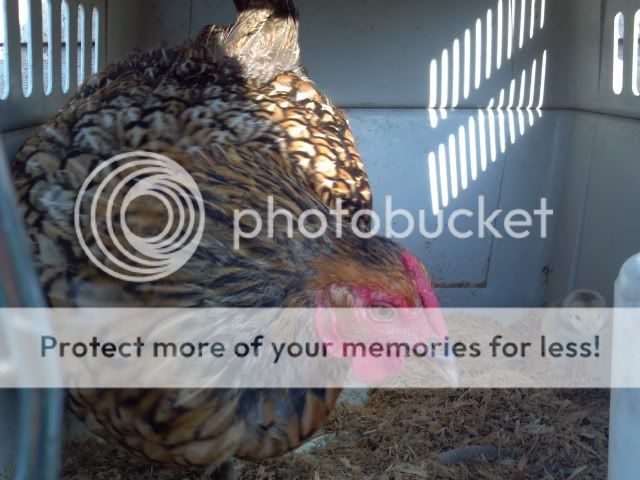 2013-08-18_07-30-17_904_zpse64fb1eb.jpg