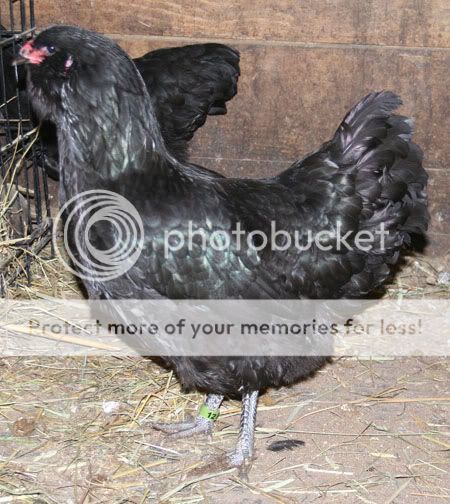 Ameraucana12.jpg