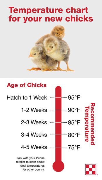 PurinaFlock_Chick-Temperature-Infographic.jpg
