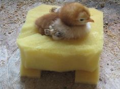 b9ab3da74889f938e4324ecf7bb583f7--chairs-what-to-do.jpg
