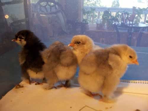 cochins3.jpg