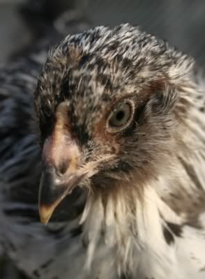 Chick4_AbbieA.jpg