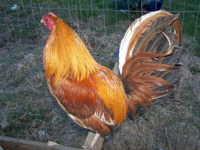 chicken040.jpg