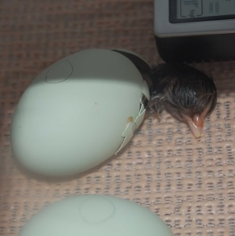 chick.jpg