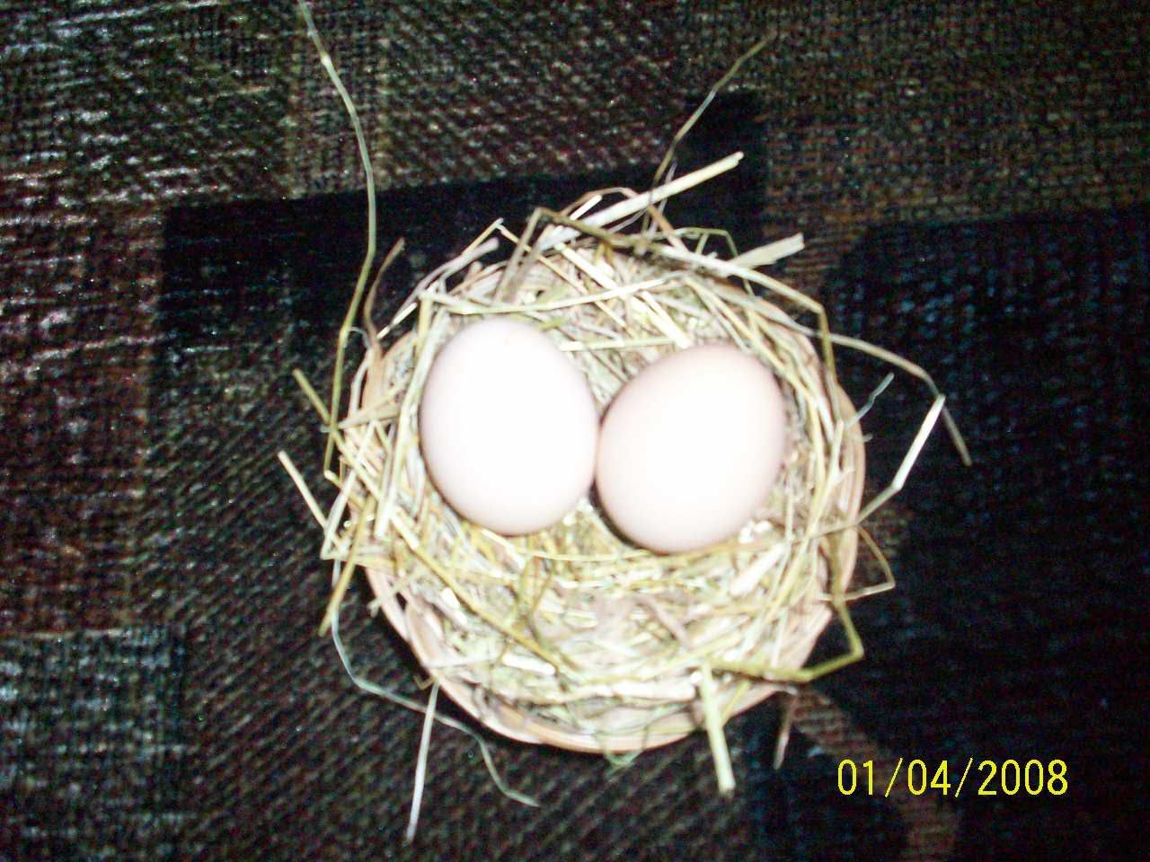 FriskysfirstEGG080.jpg