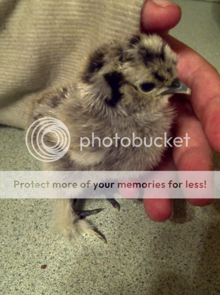 silkie3.jpg