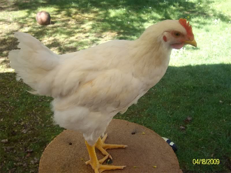 Poultry003.jpg