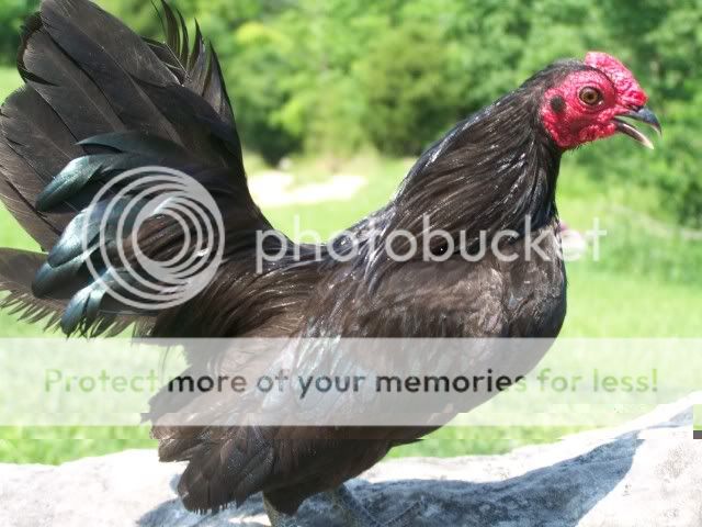chicken059.jpg
