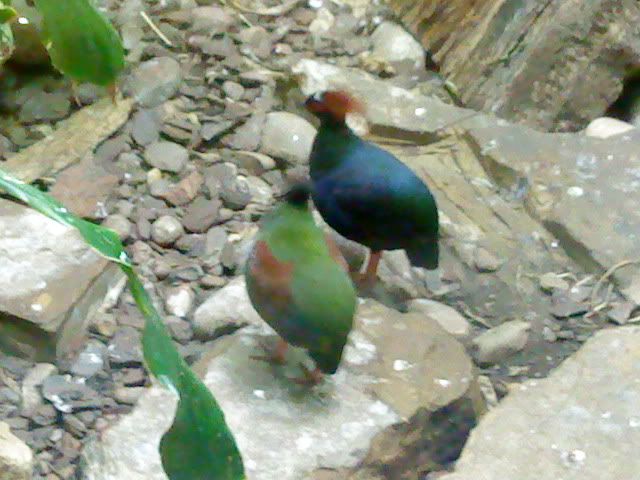 DSC08387.jpg
