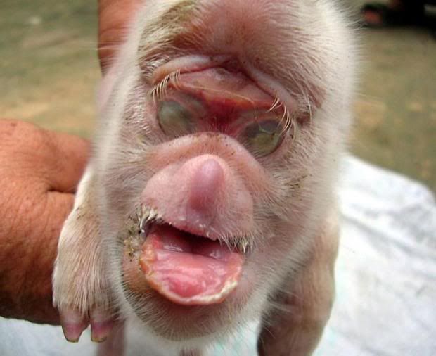 pig-born-with-the-face-of-a-monkey_.jpg