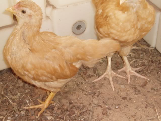 chickfeet.jpg