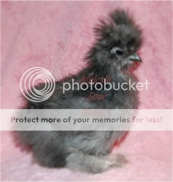 PompadourSilkies006-1-2.jpg