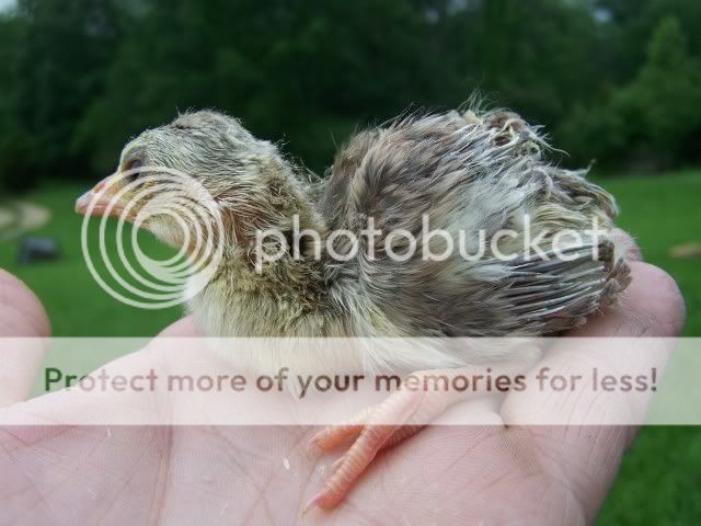 peachicks001.jpg