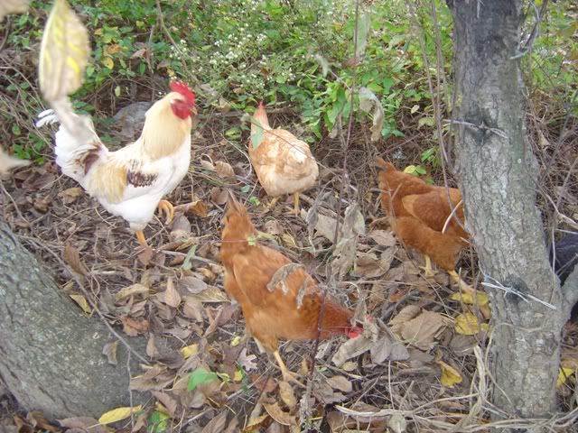 eco-garden011.jpg