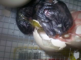 hatching12-6-07017.jpg