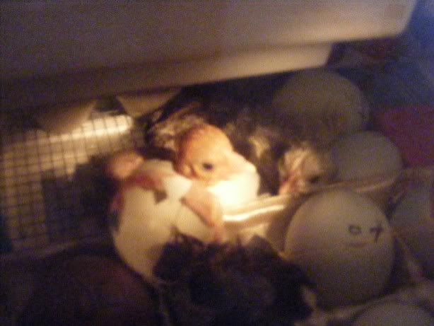 hatching020210004.jpg