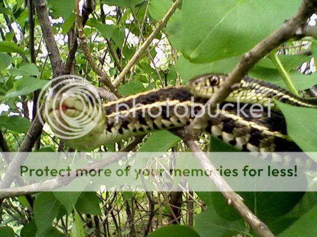 snakes.jpg
