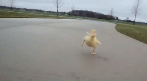 tumblr_m6v9cqjGOQ1ruhtyho1_500.gif