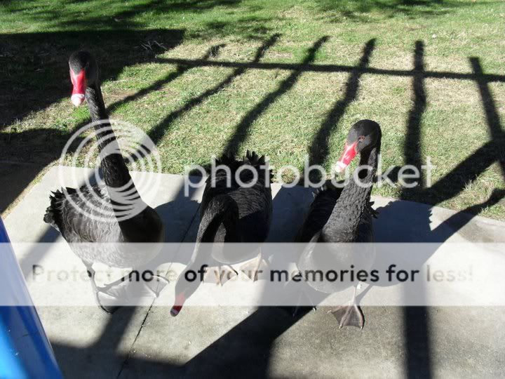 swans.jpg