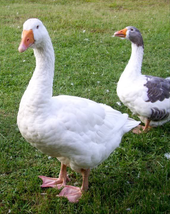 geese2.jpg