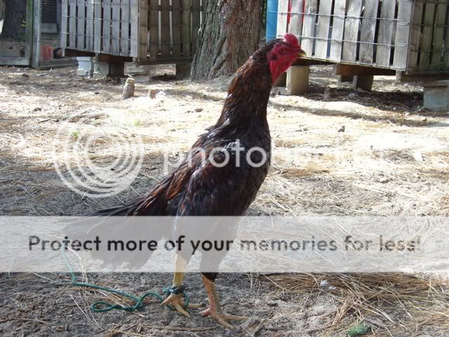 septchickens027.jpg