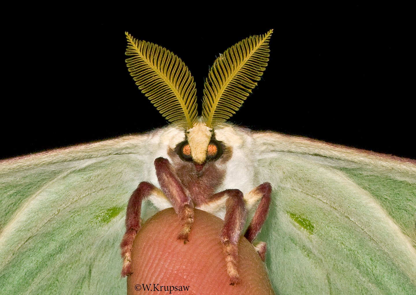 actias-luna-krupsaw.jpg