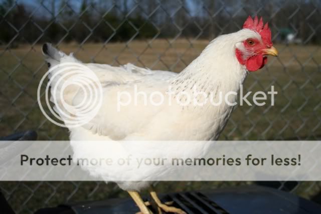 delhen1.jpg