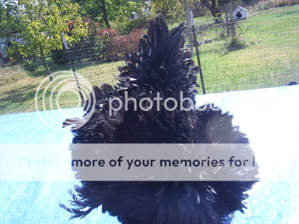 FrizzledJapanesehen.jpg
