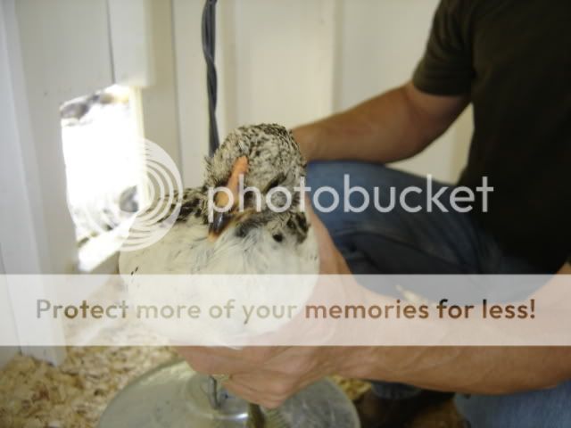 chickschickenscoopflowers132.jpg