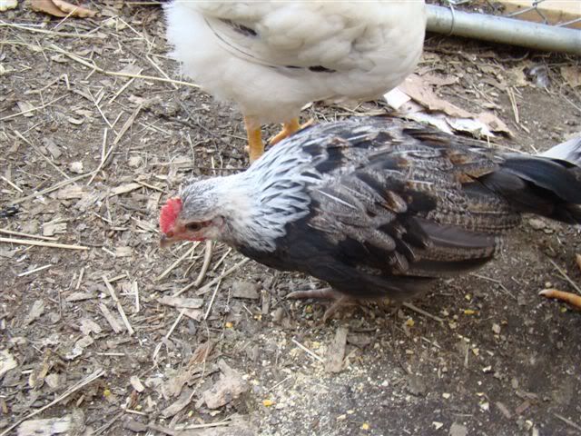 DSC00609.jpg